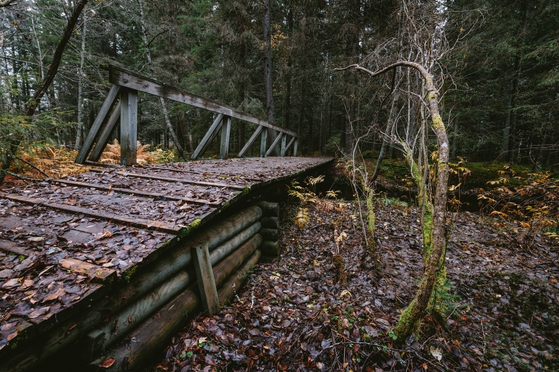 A rustic wooden bridge covered in wet leaves, set in a dense, autumn forest. The surrounding trees are bare and the ground is covered with fallen leaves. Ferns and moss add a touch of green to the scene.