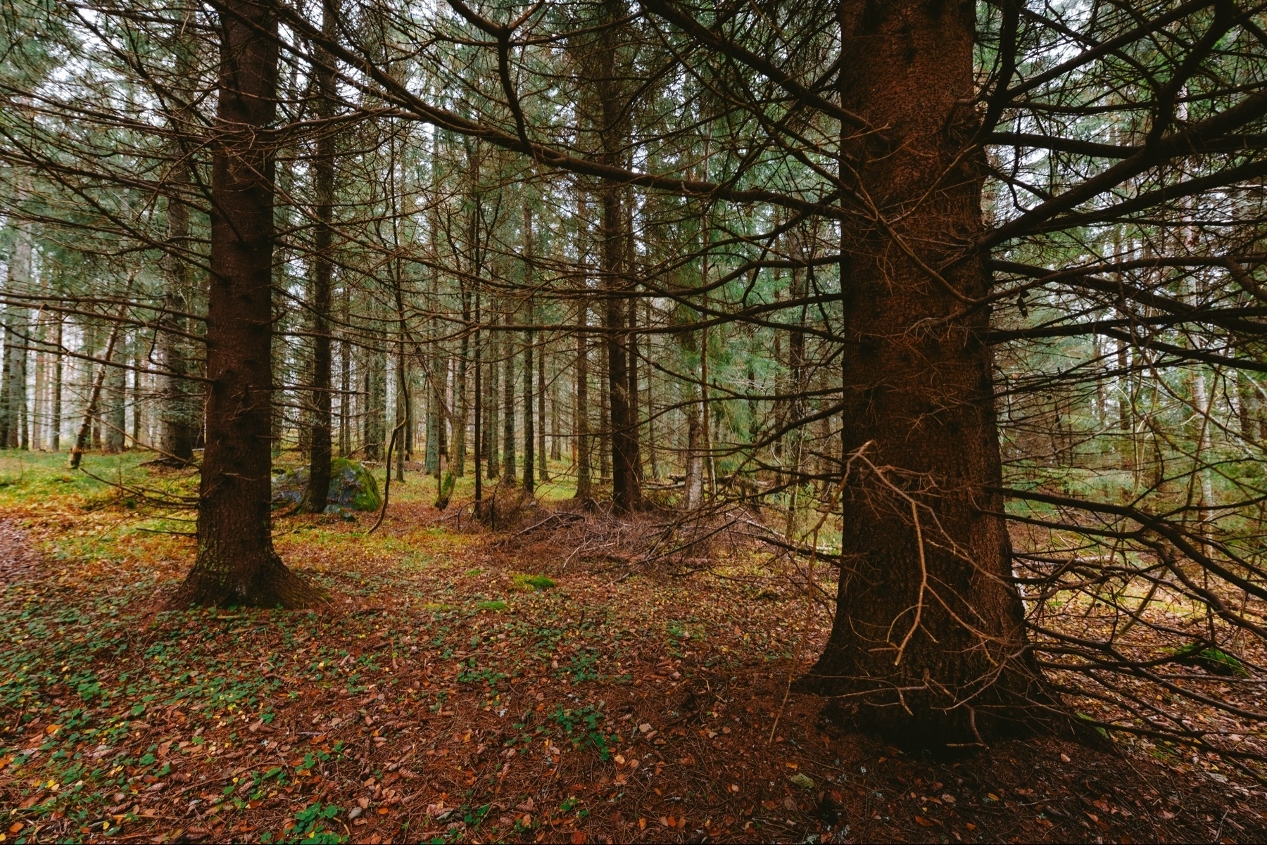 A dense forest with tall trees and scattered sunlight filtering through the branches. The ground is covered with fallen leaves and sparse greenery. The atmosphere is serene and natural.