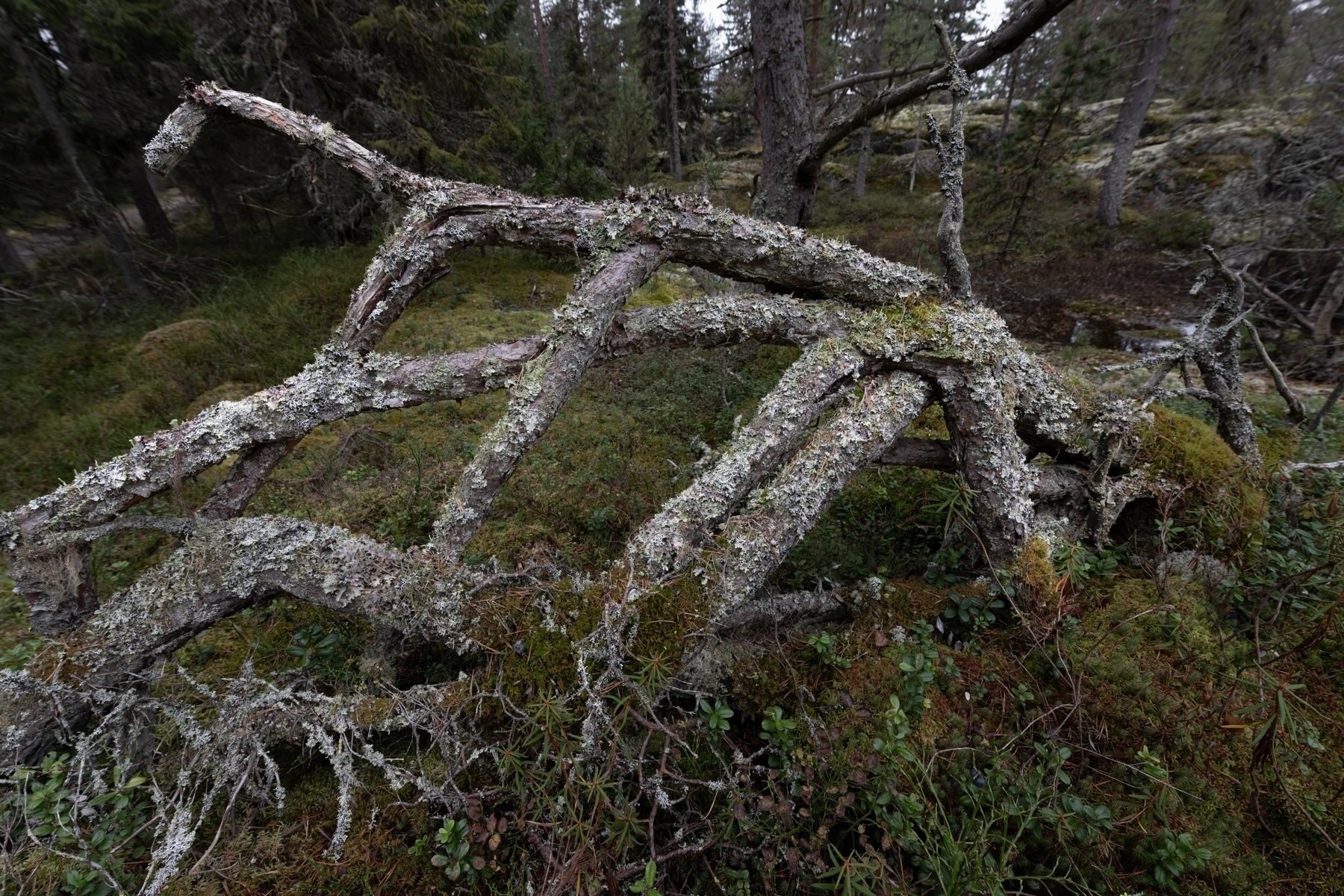 A fallen tree covered in lichen and moss in a forested area, surrounded by dense greenery and other trees.