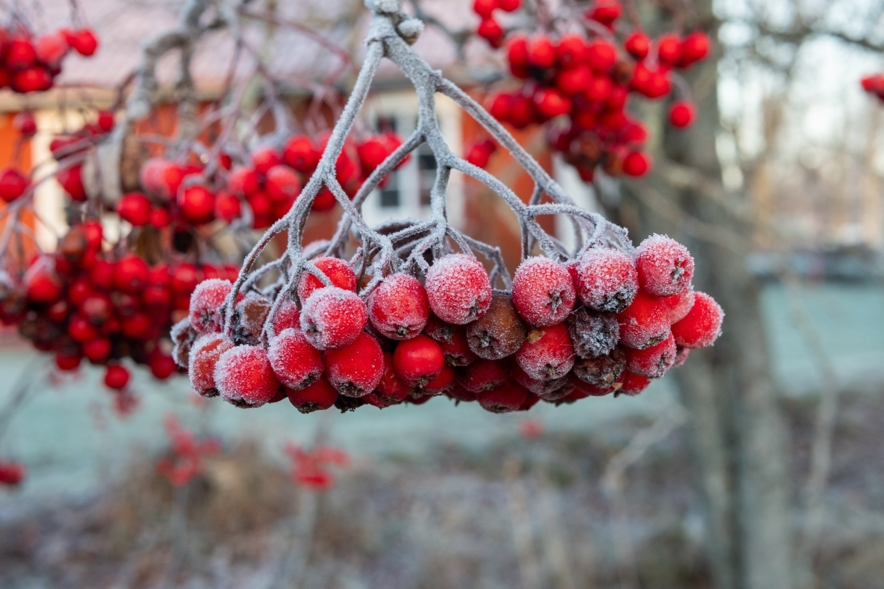 Frost-covered red berries hanging from branches, with a blurred background of trees and a building.