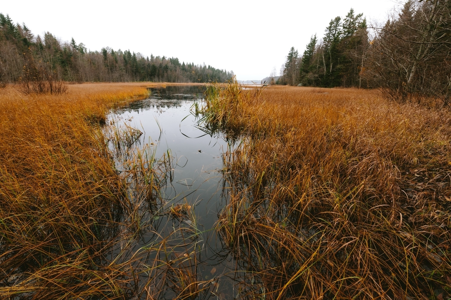 Autumn landscape featuring a calm river surrounded by tall, golden grasses and dense forest on both sides. The sky is overcast, enhancing the earthy colors of the scene.